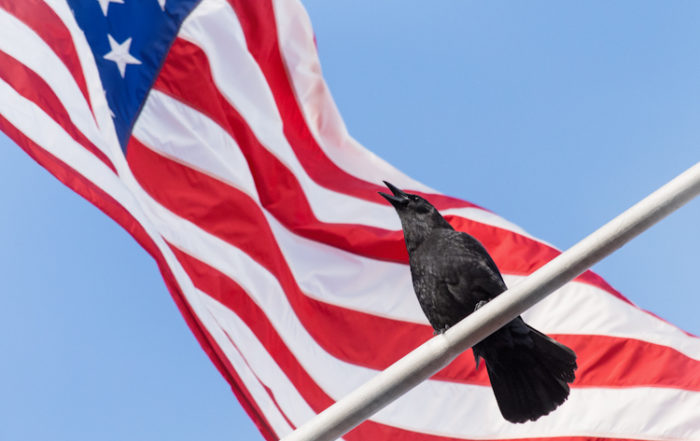 American Crow Against American Flag