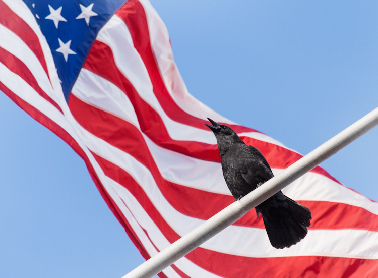 American Crow Against American Flag