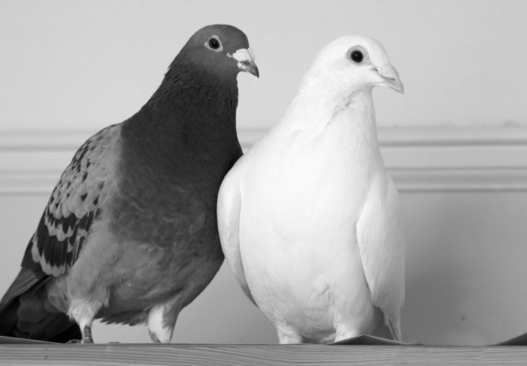 Blue and White Pigeon Pair 2