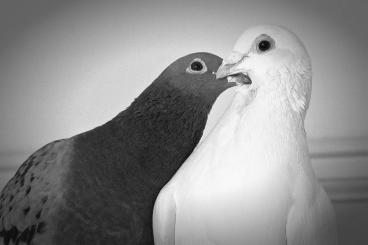 Blue and White Pigeon Pair