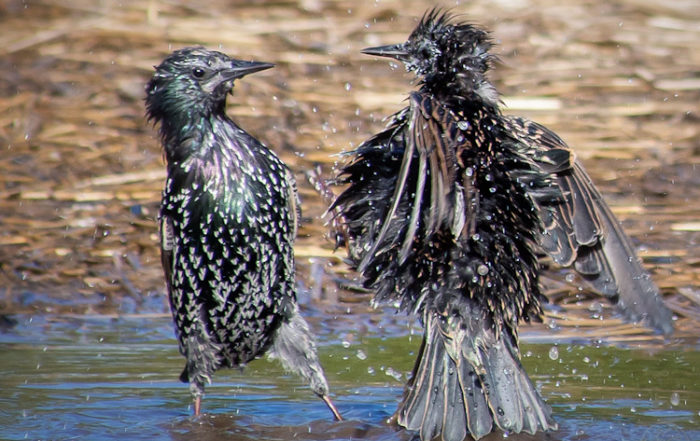 European Starling Bath 2