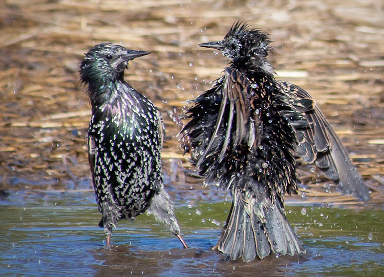 European Starling Bath 2