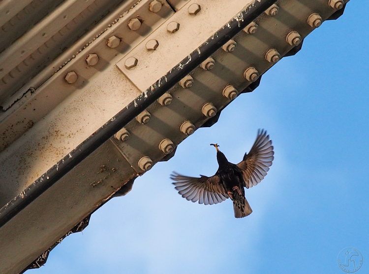 European Starling Feeding Young