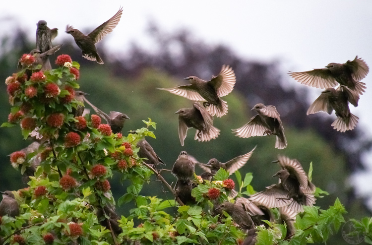 European Starling Flock 2