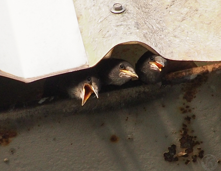 European Starling Nest in Building
