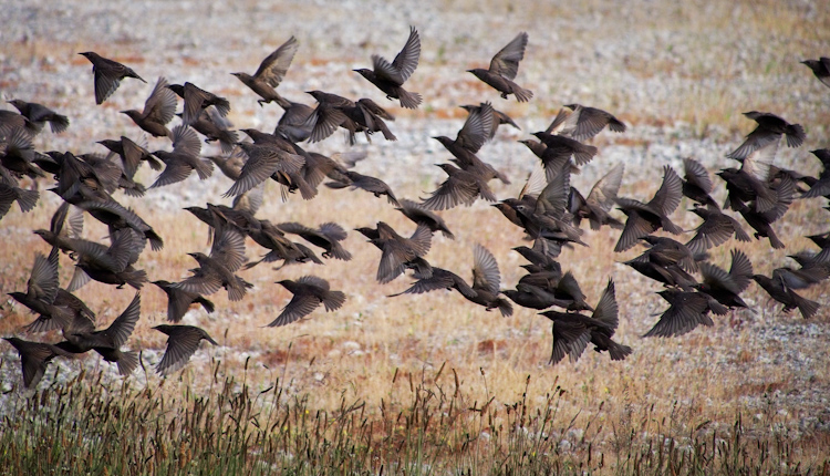 European Starling Flock 2