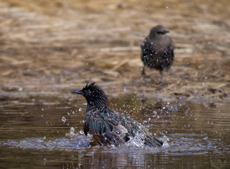European Starlings Bath 1