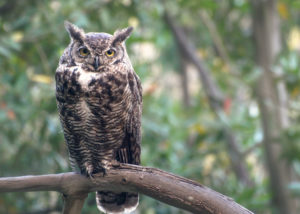 Great Horned Owl on Branch