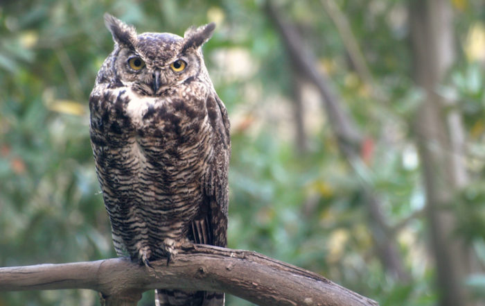 Great Horned Owl on Branch