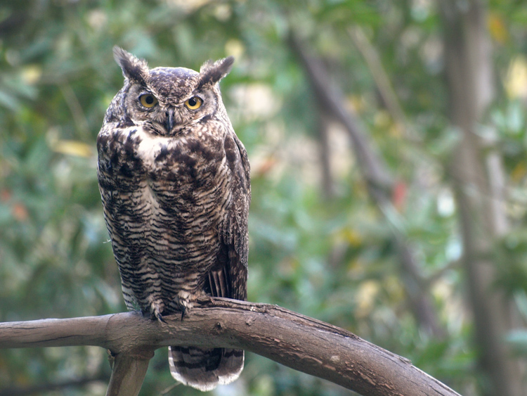 Great Horned Owl on Branch