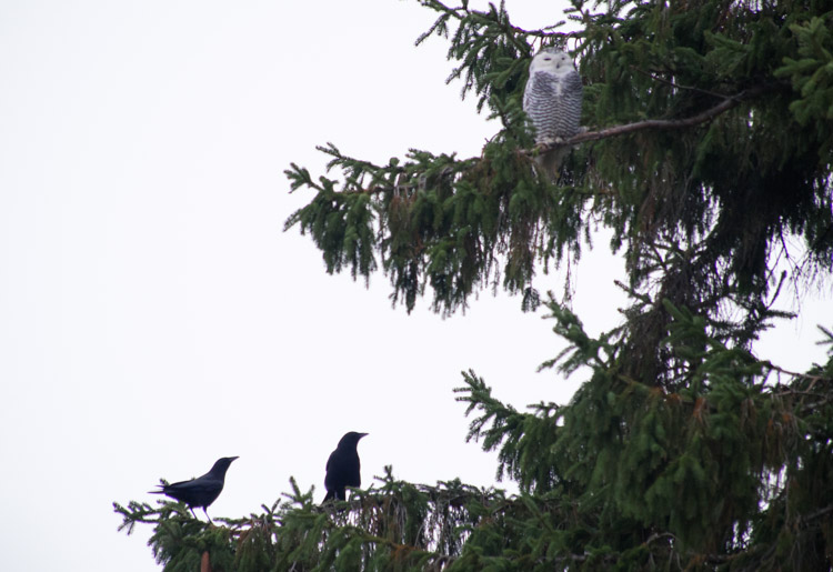 Snowy Owl and Crows