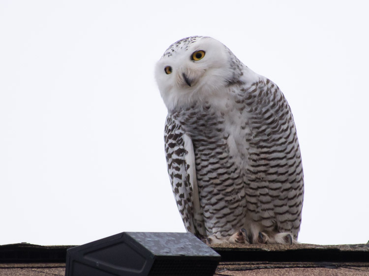 Snowy Owl in Ballard