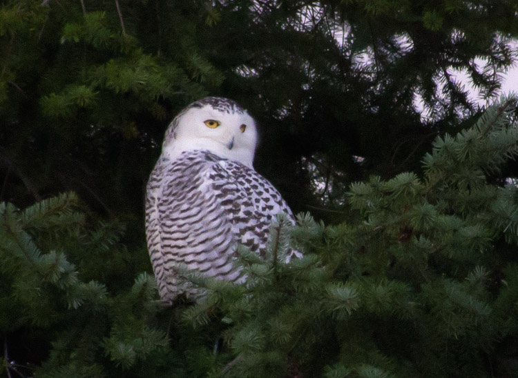 Snowy Owl in Evergreen Tree