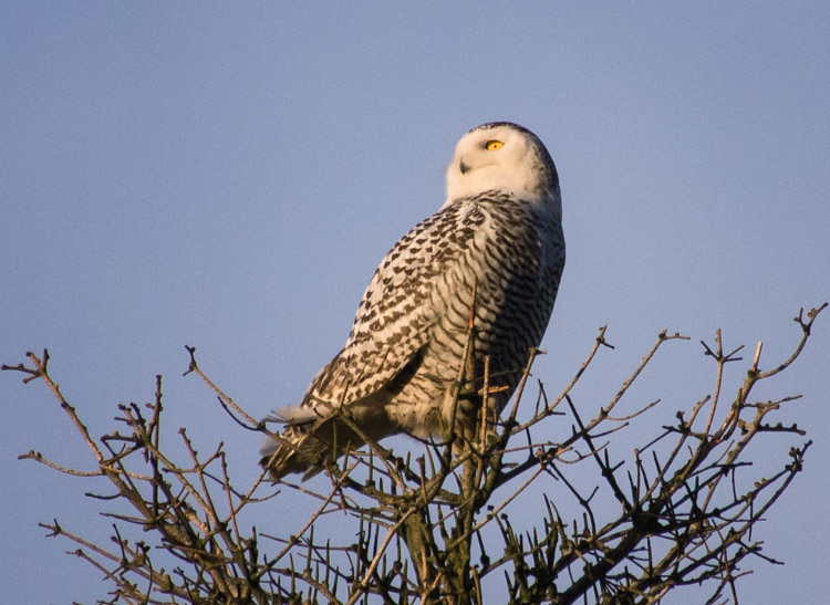 Snowy Owl in Seattle Tree