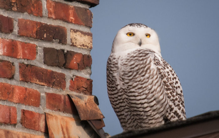 Snowy Owl on Ballard Rooftop