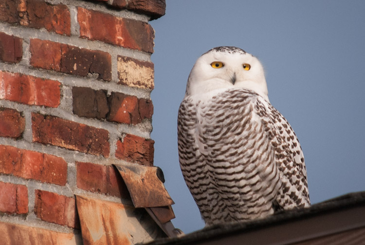 Snowy Owl on Ballard Rooftop