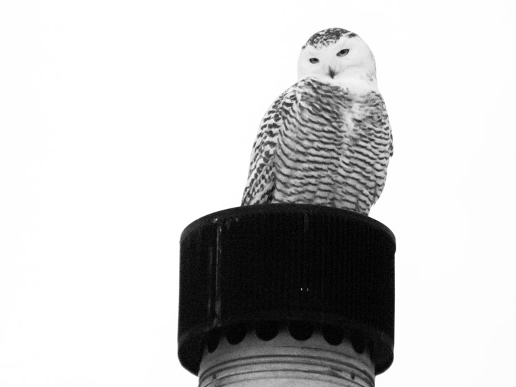 Snowy Owl on Chimney 2