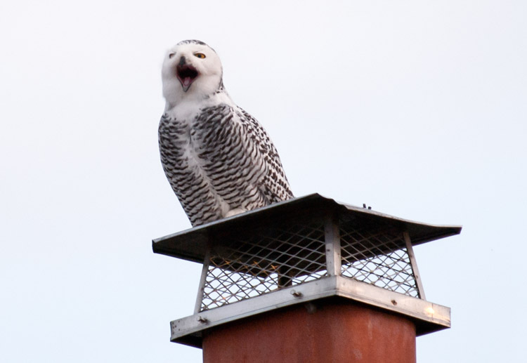 Snowy Owl on Chimney