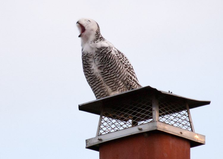 Snowy Owl on Seattle Chimney