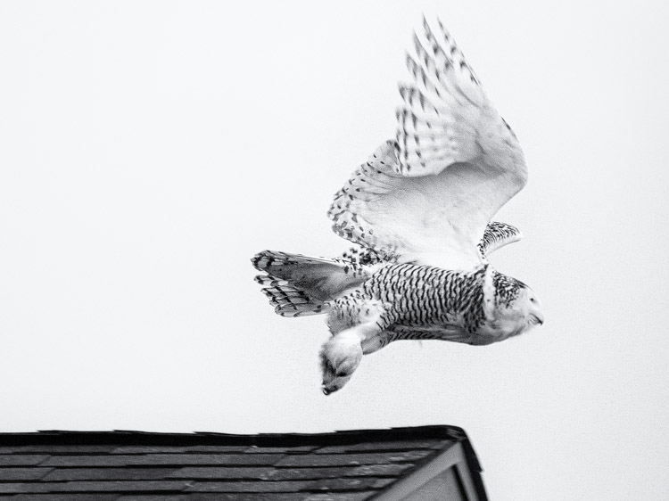 Snowy Owl on Seattle Rooftop