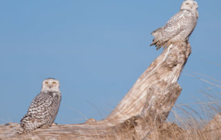 Snowy Owl Pair at Ocean Shores