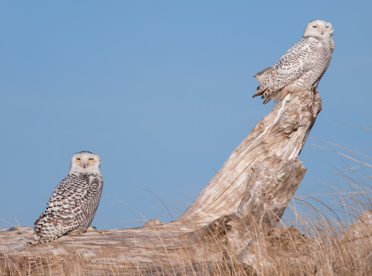 Snowy Owl Pair at Ocean Shores