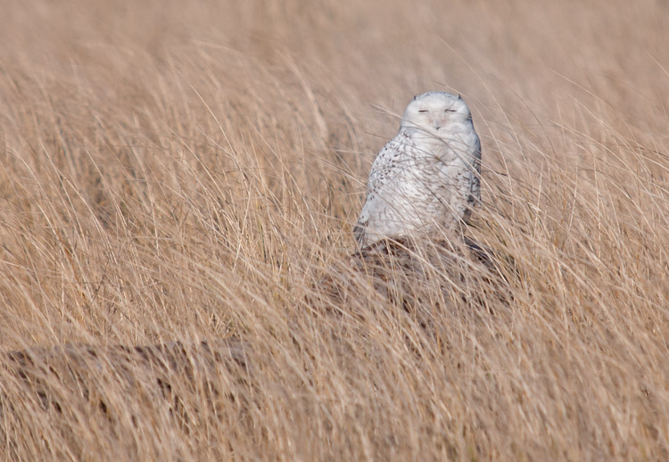 Snowy Owl in Tall Grass at Ocean Shores