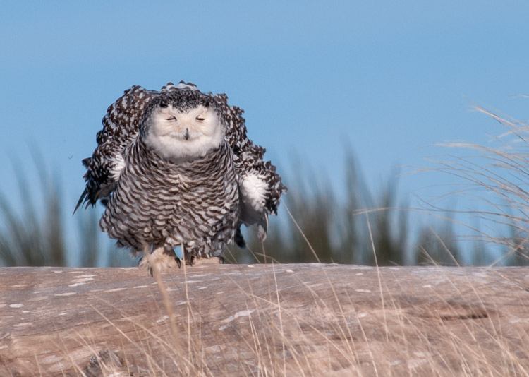 Snowy Owl at Ocean Shores