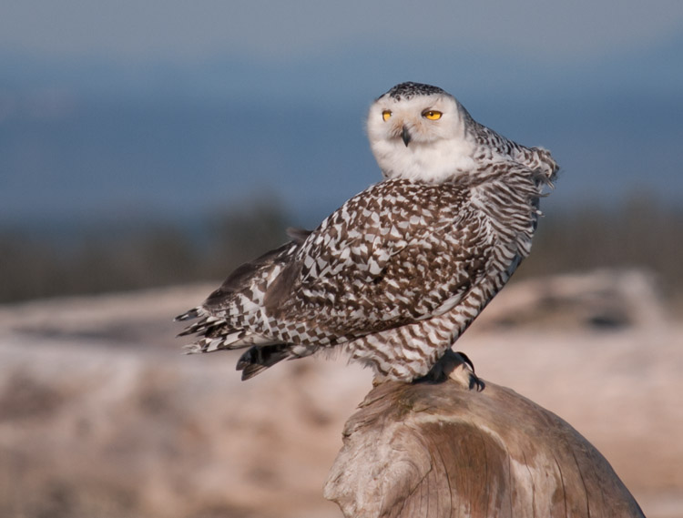 Snowy Owl at Ocean Shores