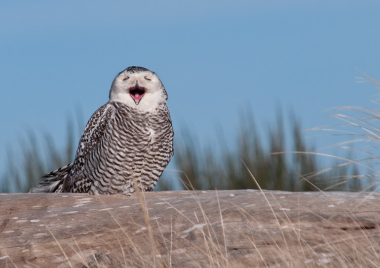 Snowy Owl Yawning at Ocean Shores