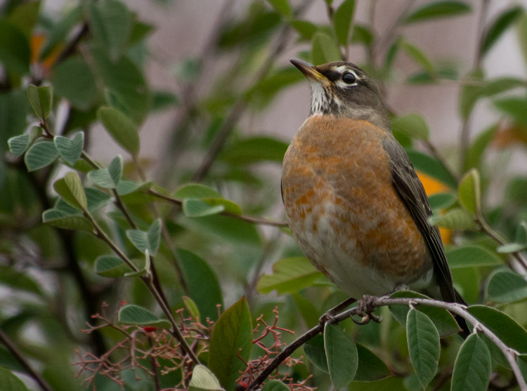 American Robin on Branch