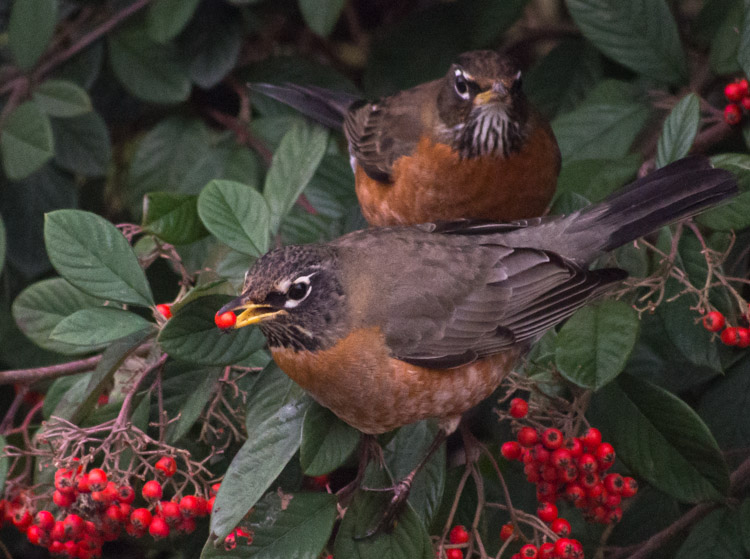 American Robins Eating Berries 2