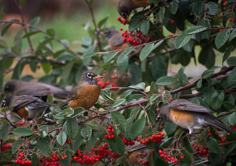 American Robins in Cotoneaster