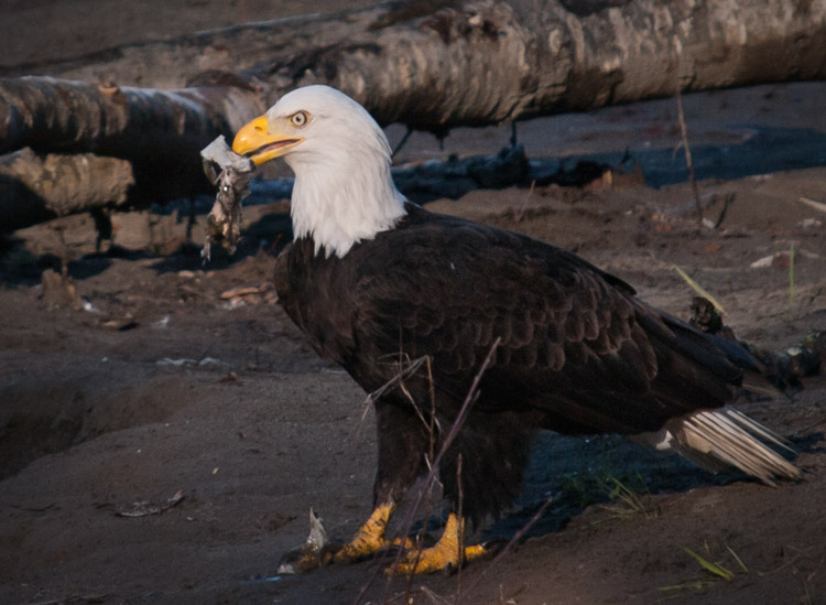 Bald Eagle Eating Salmon