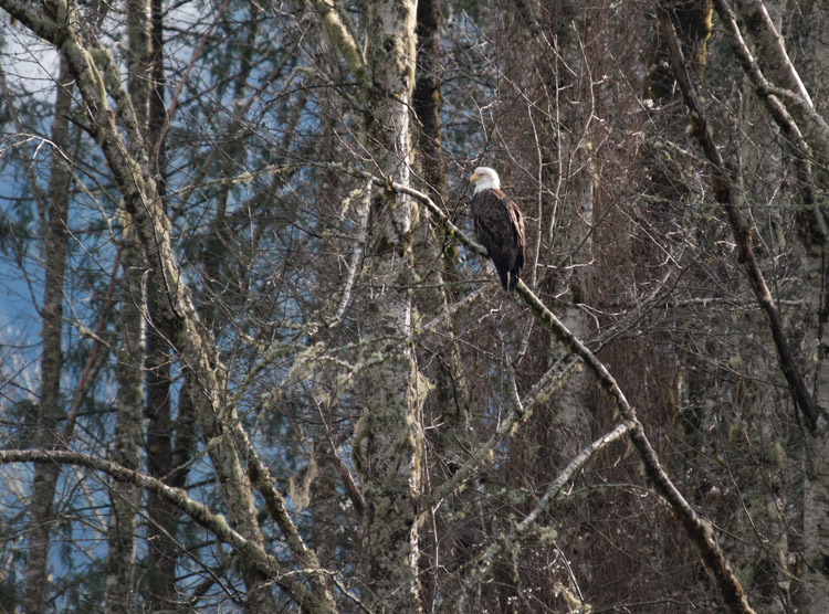 Bald Eagle Perched in Tree
