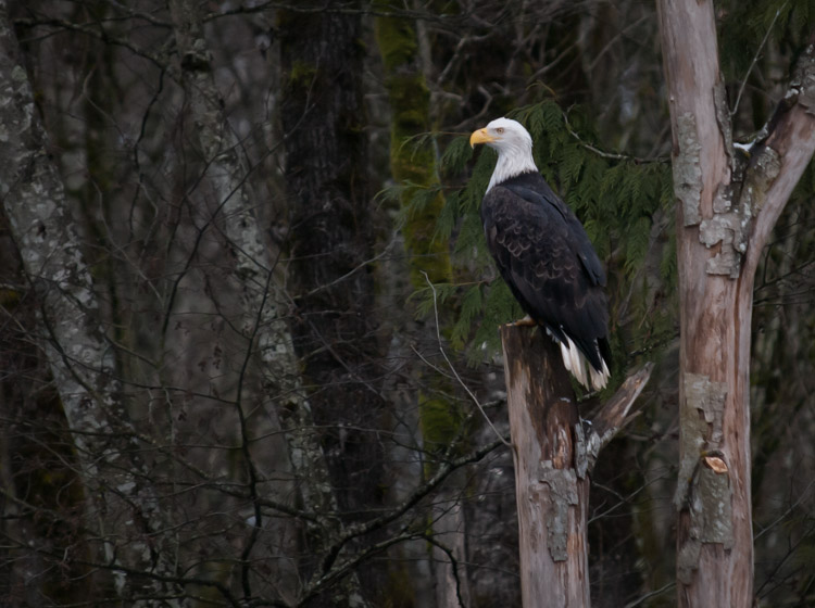 Bald Eagle on Tree Snag