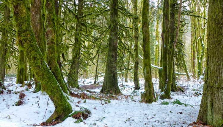 British Columbia Forest Moss
