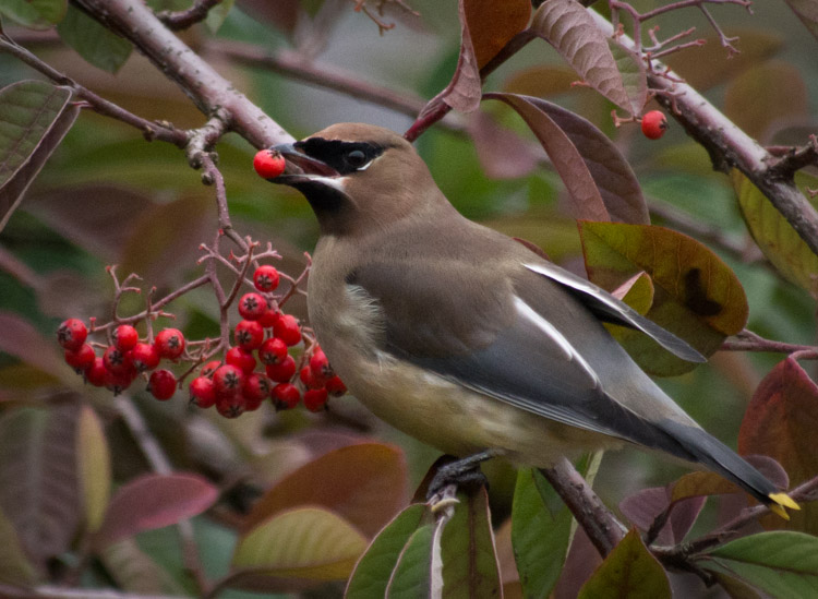 Cedar Waxwing Eating Cotoneaster Berry