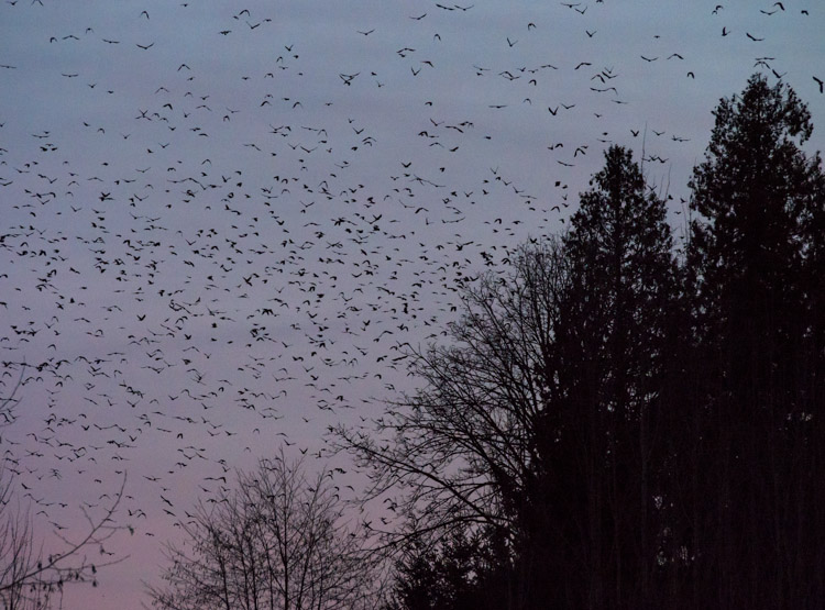 Crow Roost at UW Bothell Campus