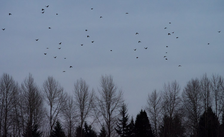 Crow Fly In at UW Bothell