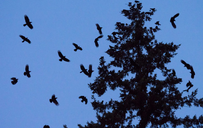 Crow Roost at Dusk