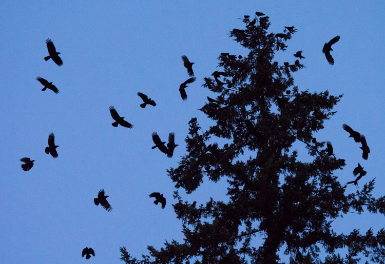 Crow Roost at Dusk