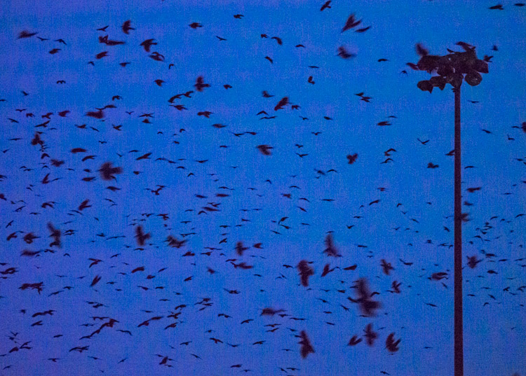 Crows Roosting at Dusk