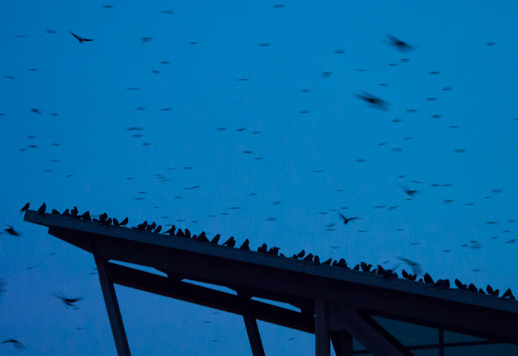 Crows at UW Bothell Campus