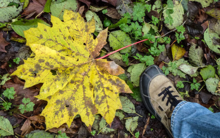 Gigantic Maple Leaf