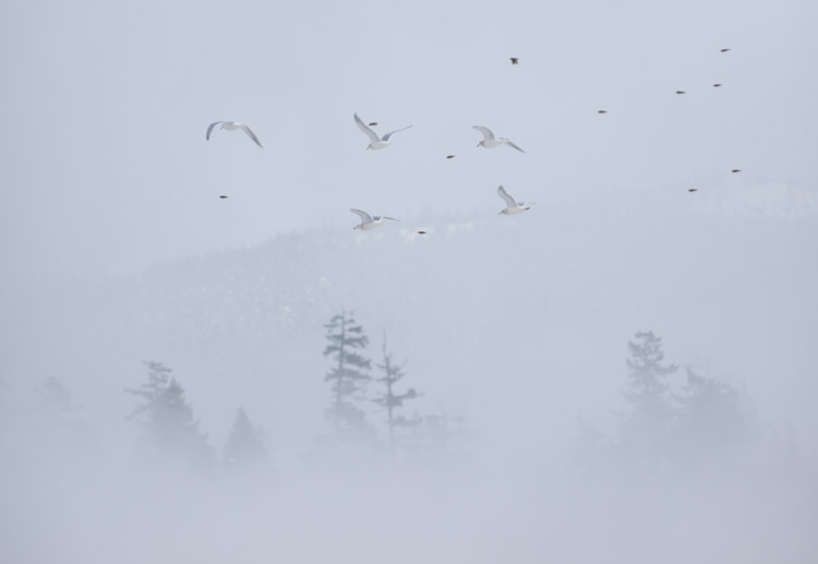 Gulls Flying in the Fog