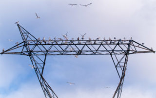 Gulls at British Columbia Power Substation