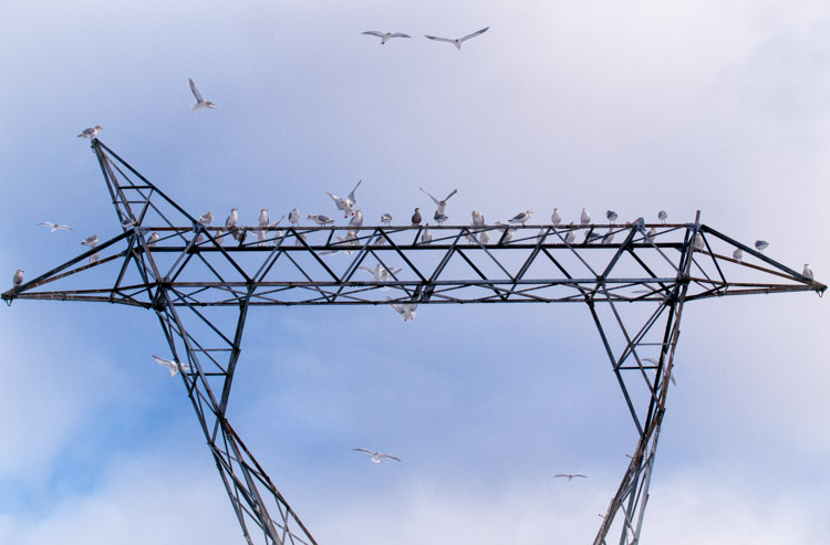 Gulls at British Columbia Power Substation