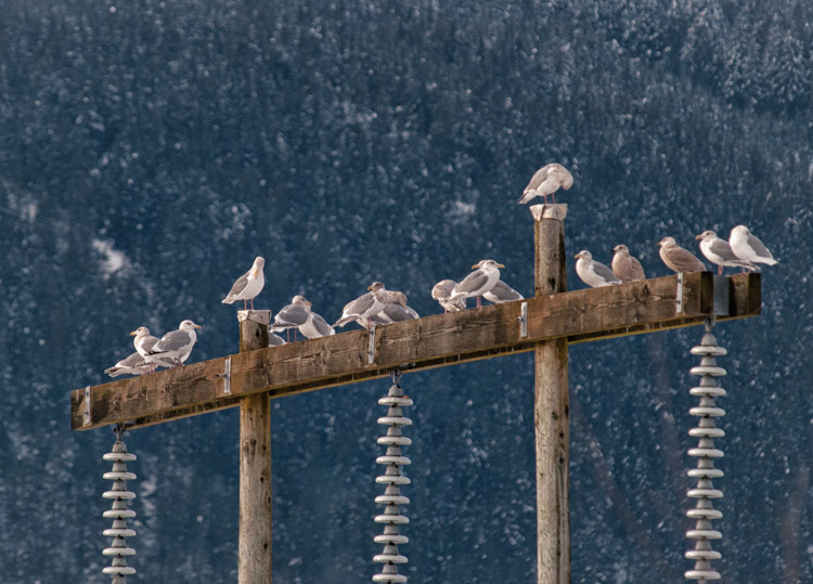 Gulls at Squamish Power Substation