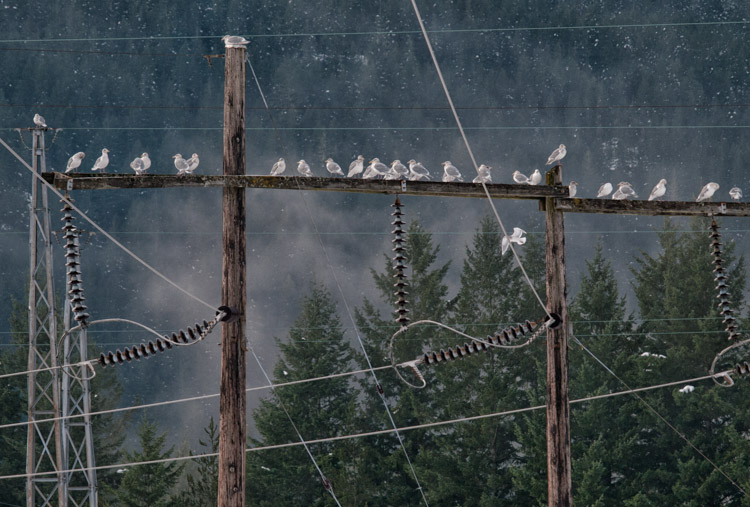 Gulls at Squamish Power Substation